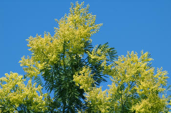 Acacia filicifolium